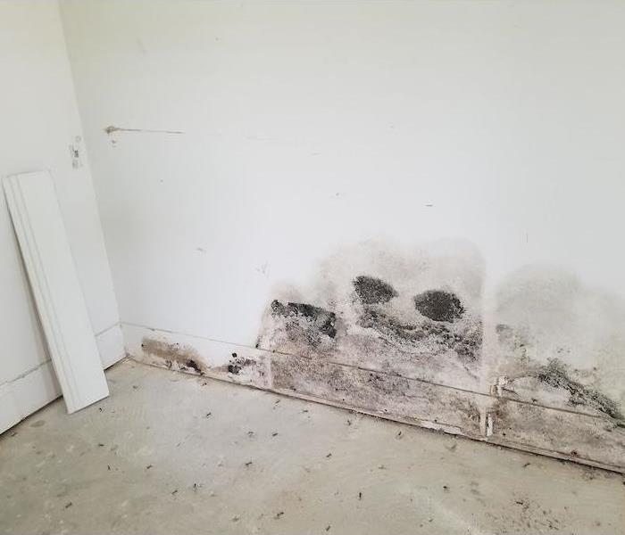 A white wall with a large patch of mold damage