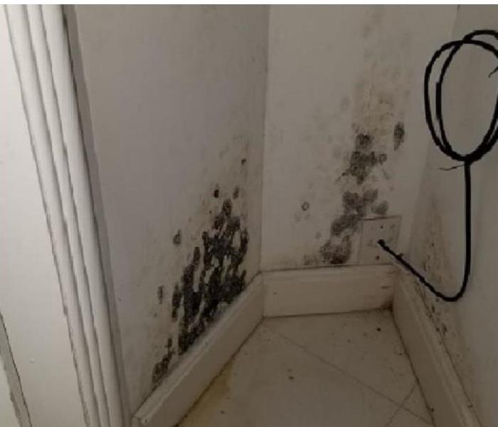 mold growing on walls in closet