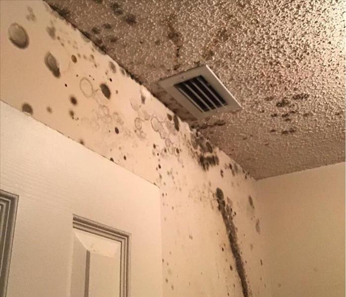 mold stains on walls and ceiling