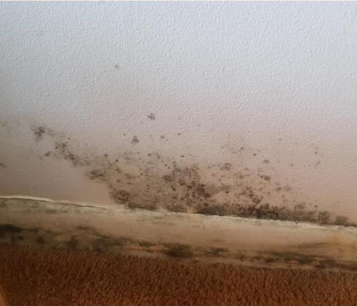 mold on wall in office