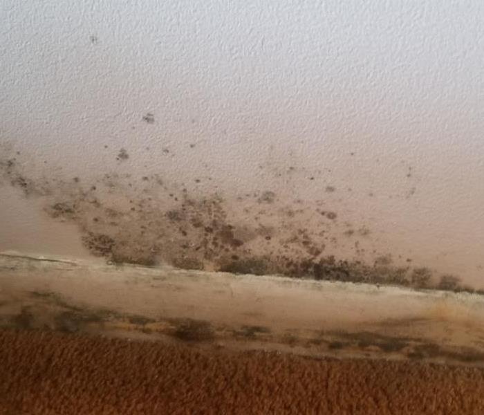 Black mold on the wall and trim of a home. 